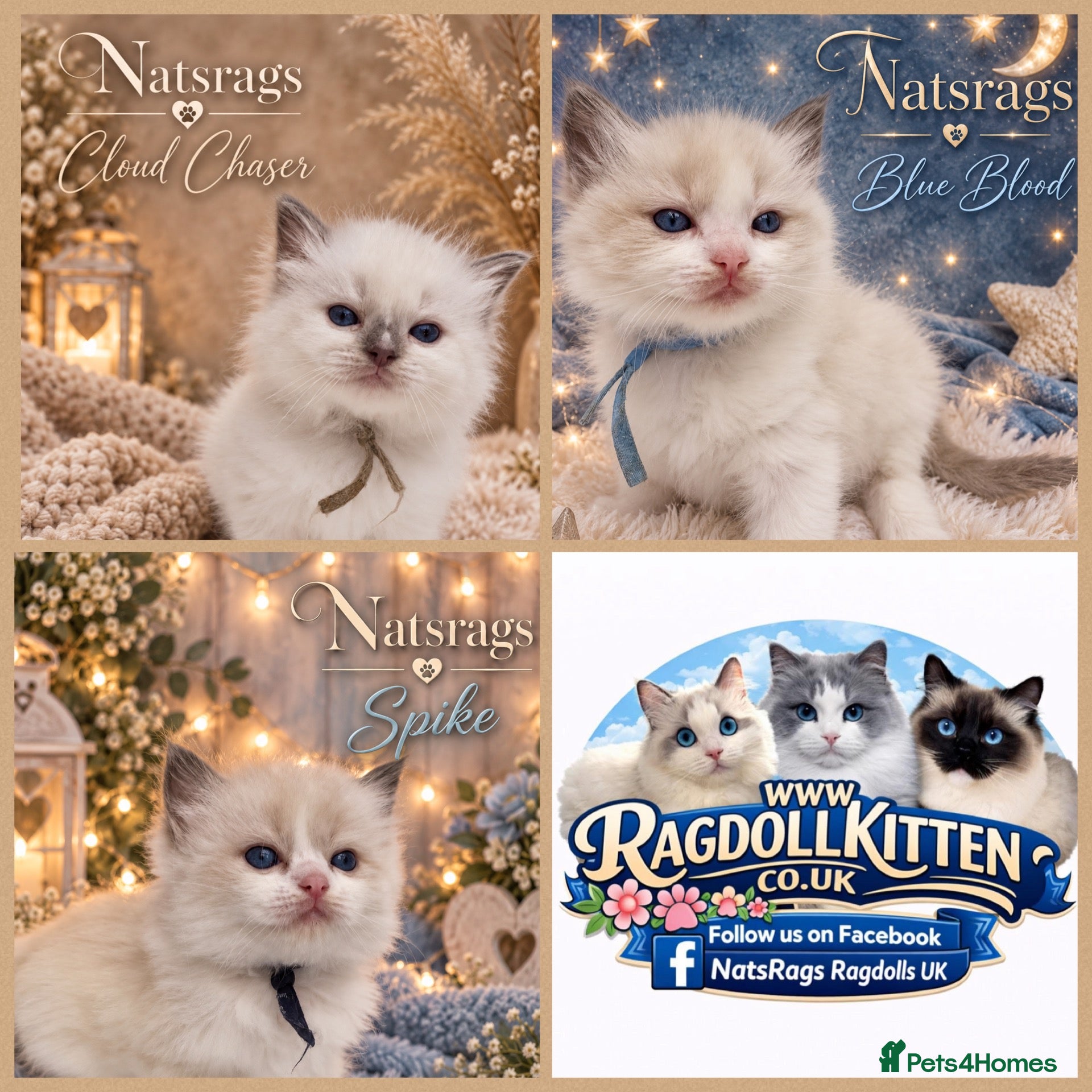 Ragdoll cats 🏆gccf (champion) ragdoll kittens  - Advert 1