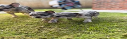 French Bulldog dogs for sale: KC/DWKC Registered French Bulldog Puppies - Advert 28
