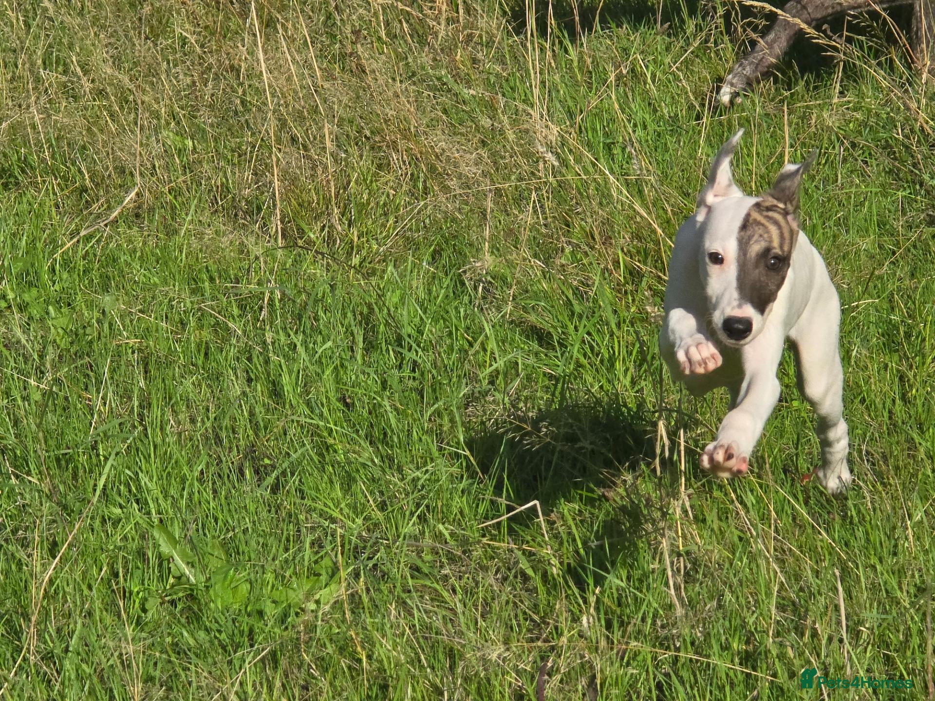 Mixed Breed dogs Freya the whippet lurcher.  - Advert 10
