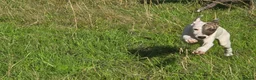 Mixed Breed dogs for sale: Freya the whippet lurcher.  - Advert 2