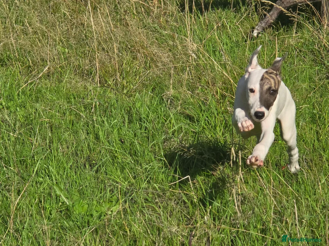 Mixed Breed dogs for sale: Freya the whippet lurcher.  - Advert 2