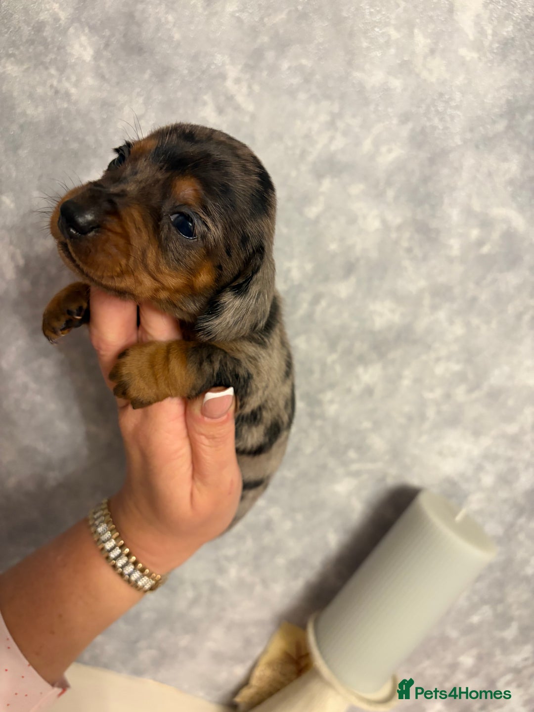 Dachshund dogs for sale: Miniature dachshund pups - Advert 6