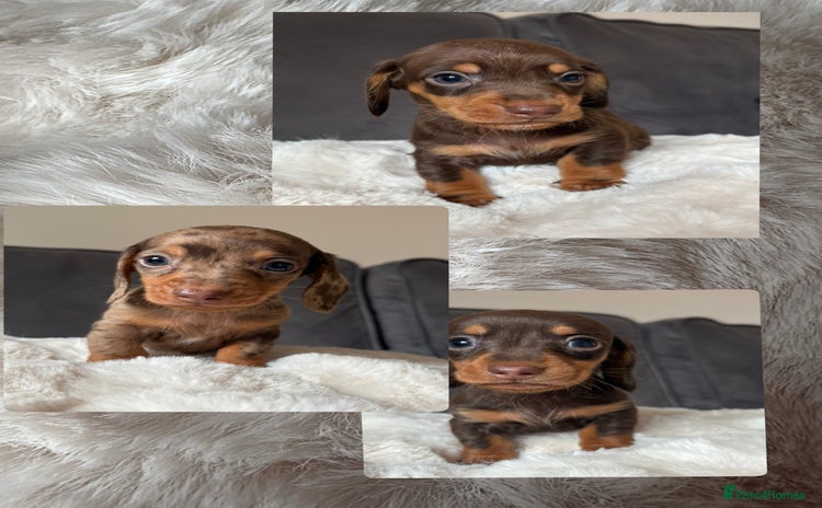 Miniature Dachshund dogs - Advert 3