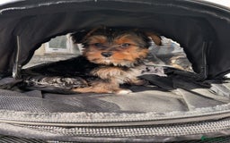 Yorkshire Terrier dogs for sale: 3 Male Yorkshire terriers left  - Image 24