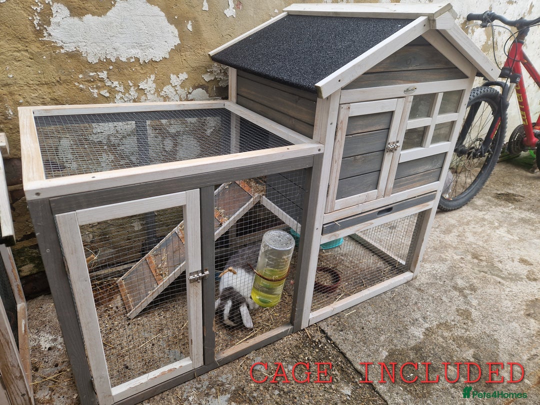 German Lop rabbits for sale: Small German lop - Gremlin - Image 4