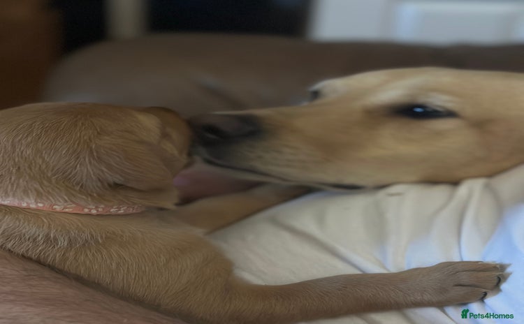 Labrador Retriever dogs - Advert 4