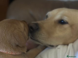 Labrador Retriever dogs - Advert 32