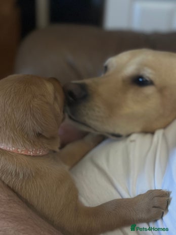 Labrador Retriever dogs - Advert 4