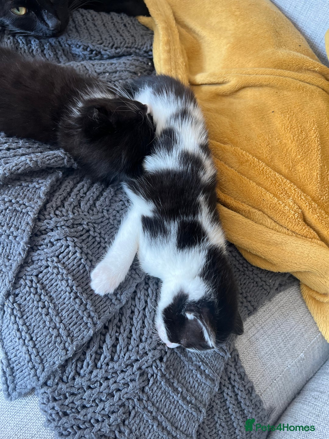 Maine Coon cats for sale: 4 very fluffy kittens - Image 6