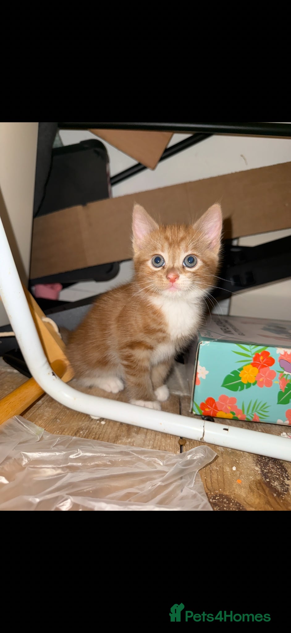 Mixed Breed cats for sale: Mix breed kittens - Advert 11