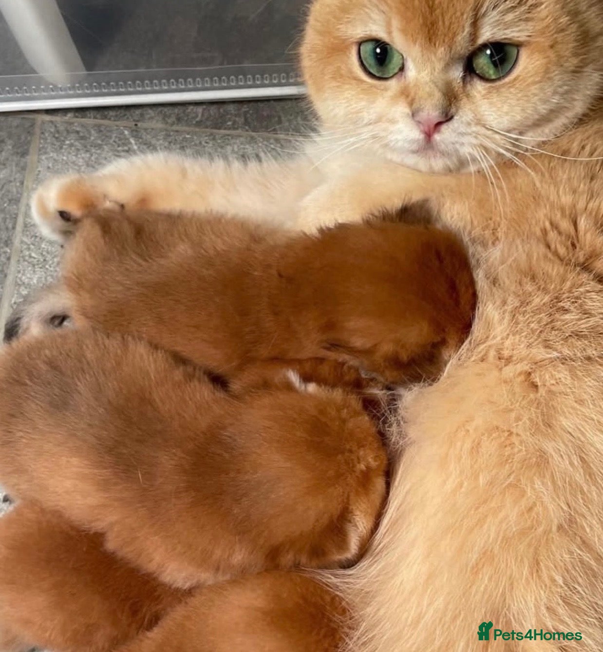 British Shorthair cats ✨Golden British shorthair babies ,ready in April ✨ - Advert 1