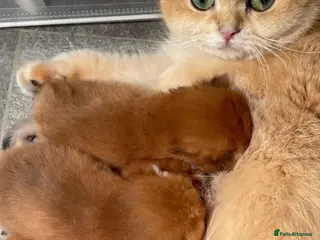 British Shorthair cats Golden British shorthair babies - Advert 3