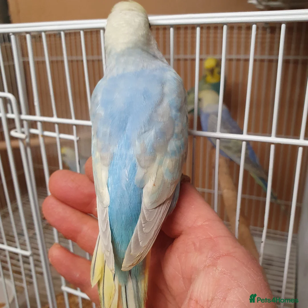 Budgerigars birds for sale: Young and adult budgies  - Advert 3