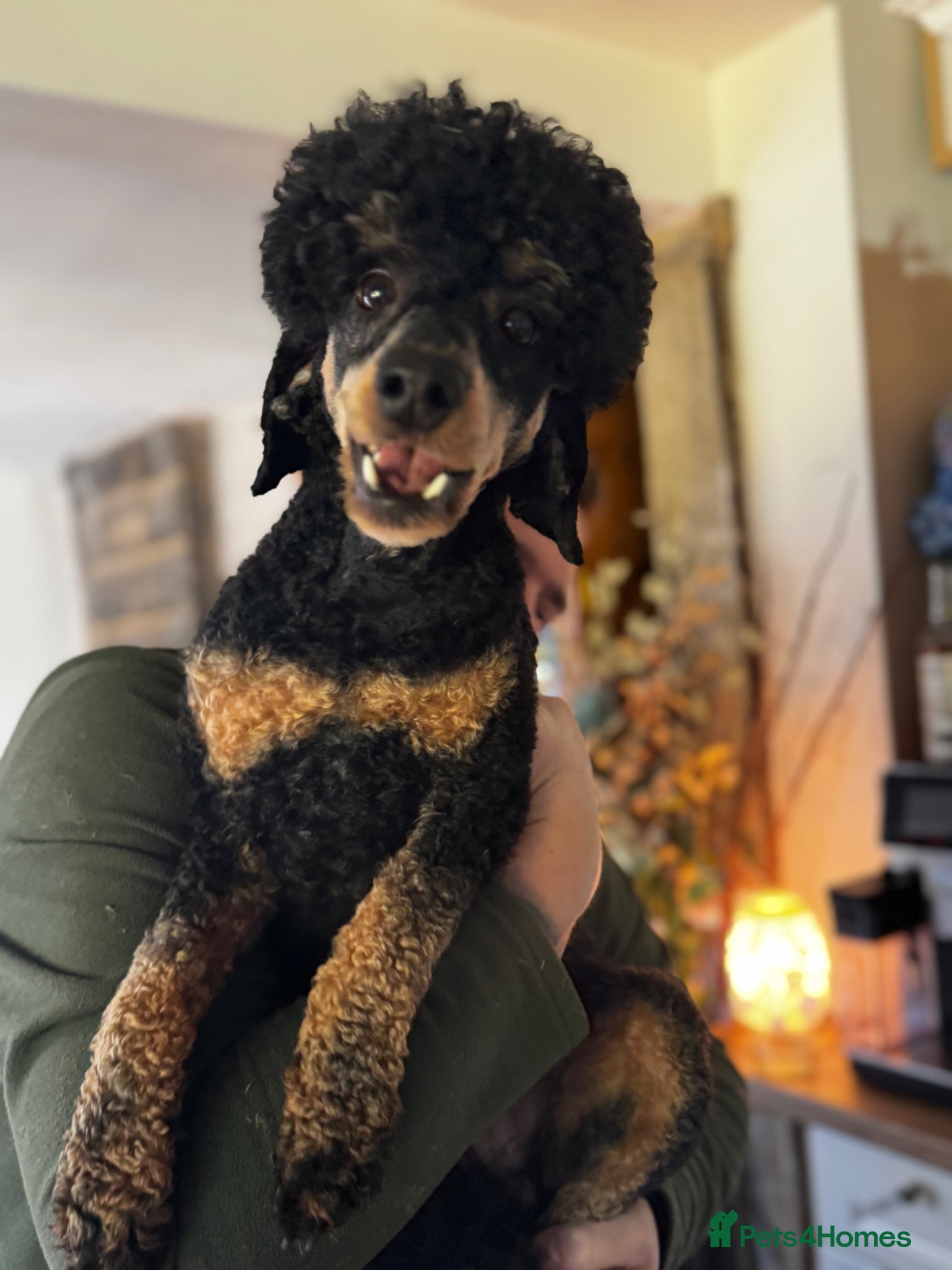 Miniature Poodle dogs KC Reg and Health Tested STUD DOG - Advert 3