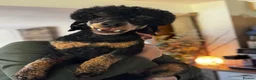 Miniature Poodle dogs for stud: KC Reg and Health Tested STUD DOG in Bacup - Advert 1