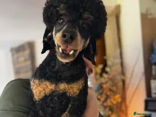 Miniature Poodle dogs KC Reg and Health Tested STUD DOG - Advert 3