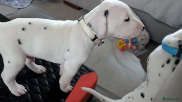 Dalmatian dogs KC registered Dalmatian puppies - Advert 1