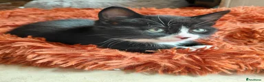 Mixed Breed Kitten 3