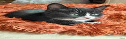 Mixed Breed cats for sale: 5 tuxedo kitten 9 weeks in Romford - Advert 5