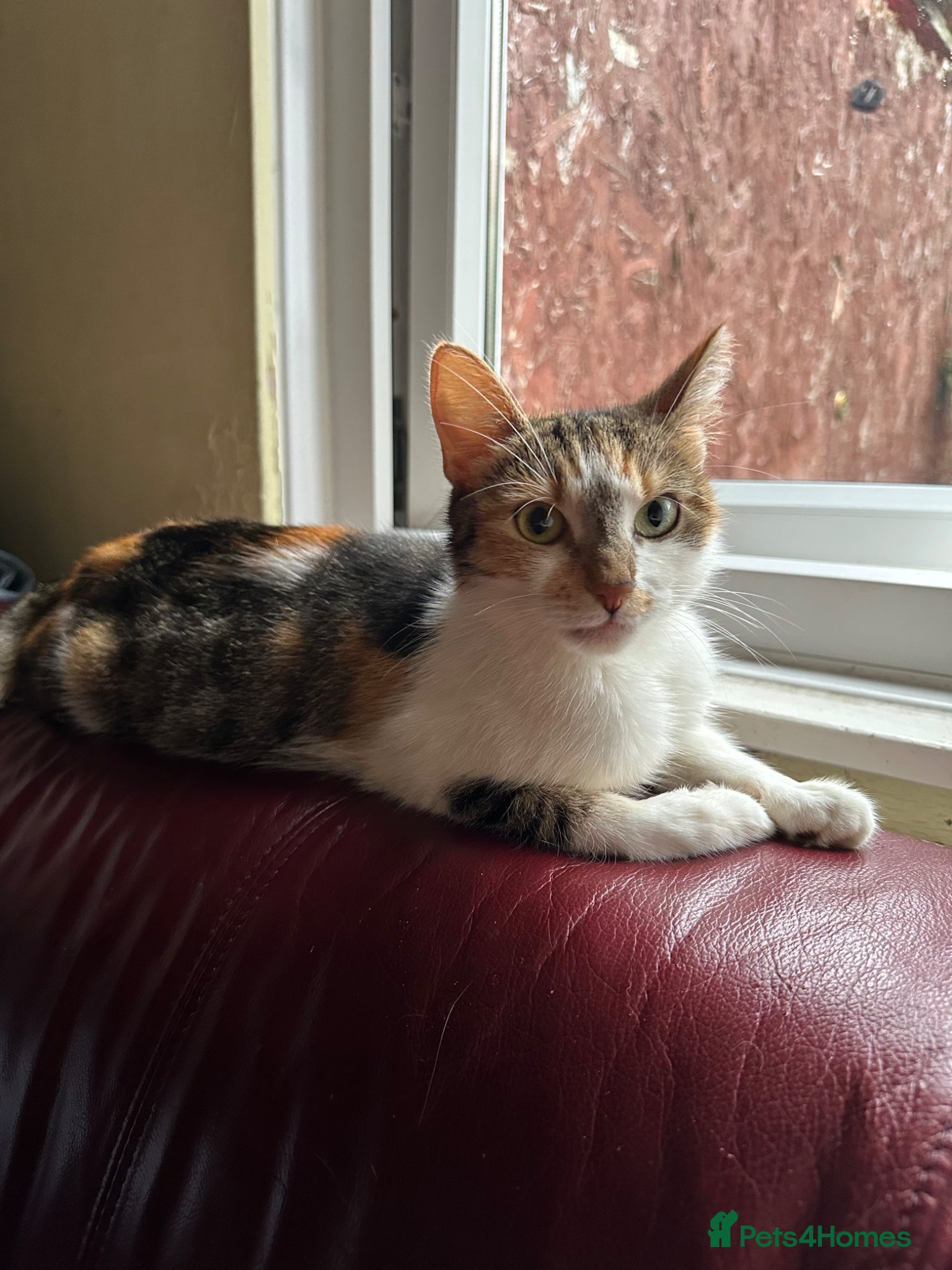 Mixed Breed cats 4 ginger males and 1 black and white female - Advert 3