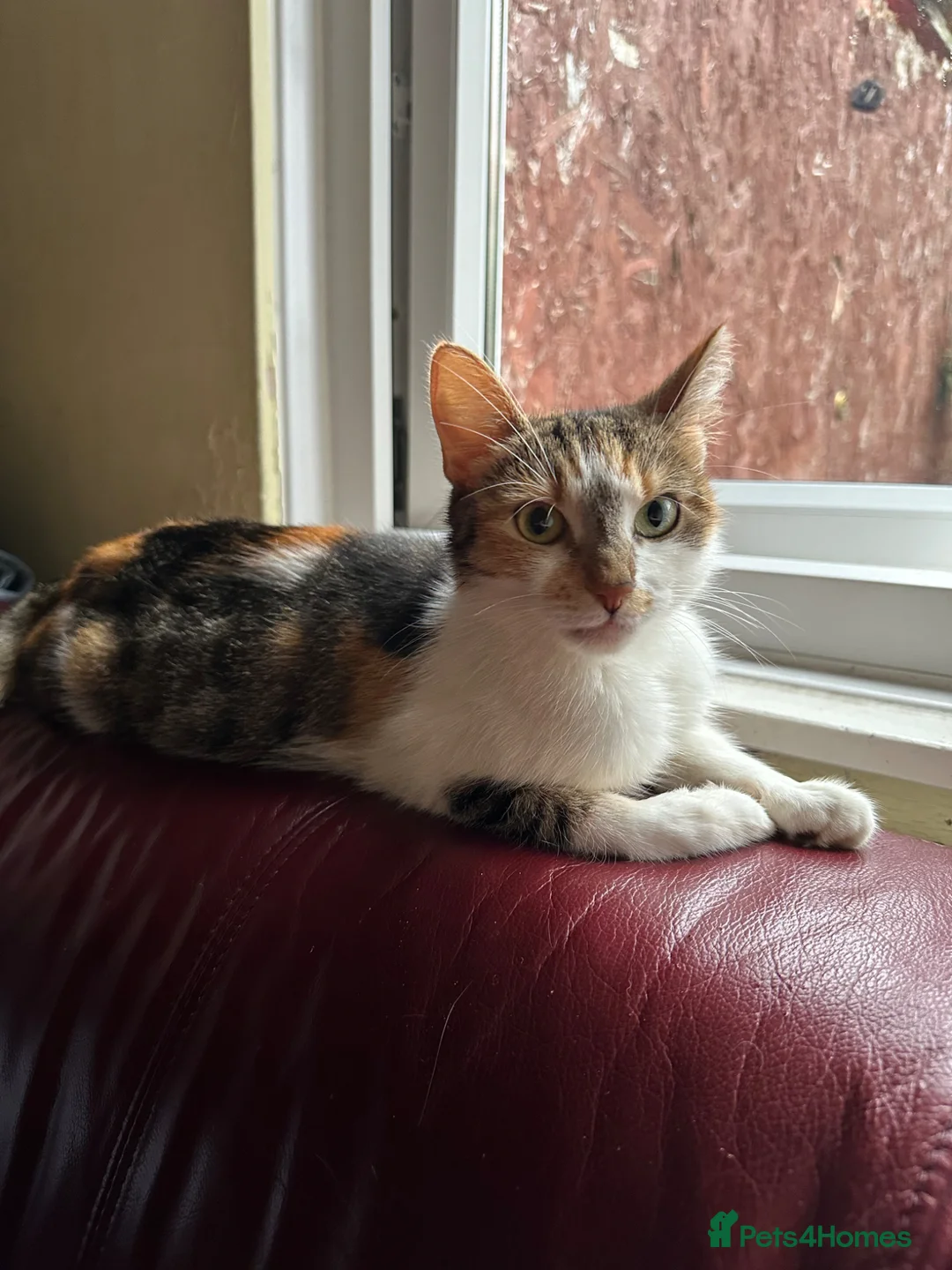 Mixed Breed cats for sale: 4 ginger males and 1 black and white female in Manchester - Advert 1