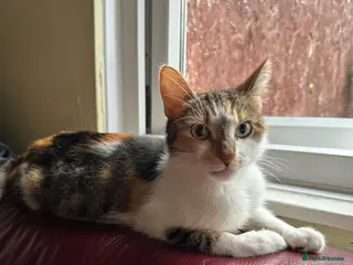 Mixed Breed cats 4 ginger males and 1 black and white female - Advert 8