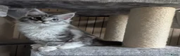 Maine Coon cats for sale: Male Maine Coon Kitten. Both parents can be seen  - Advert 26