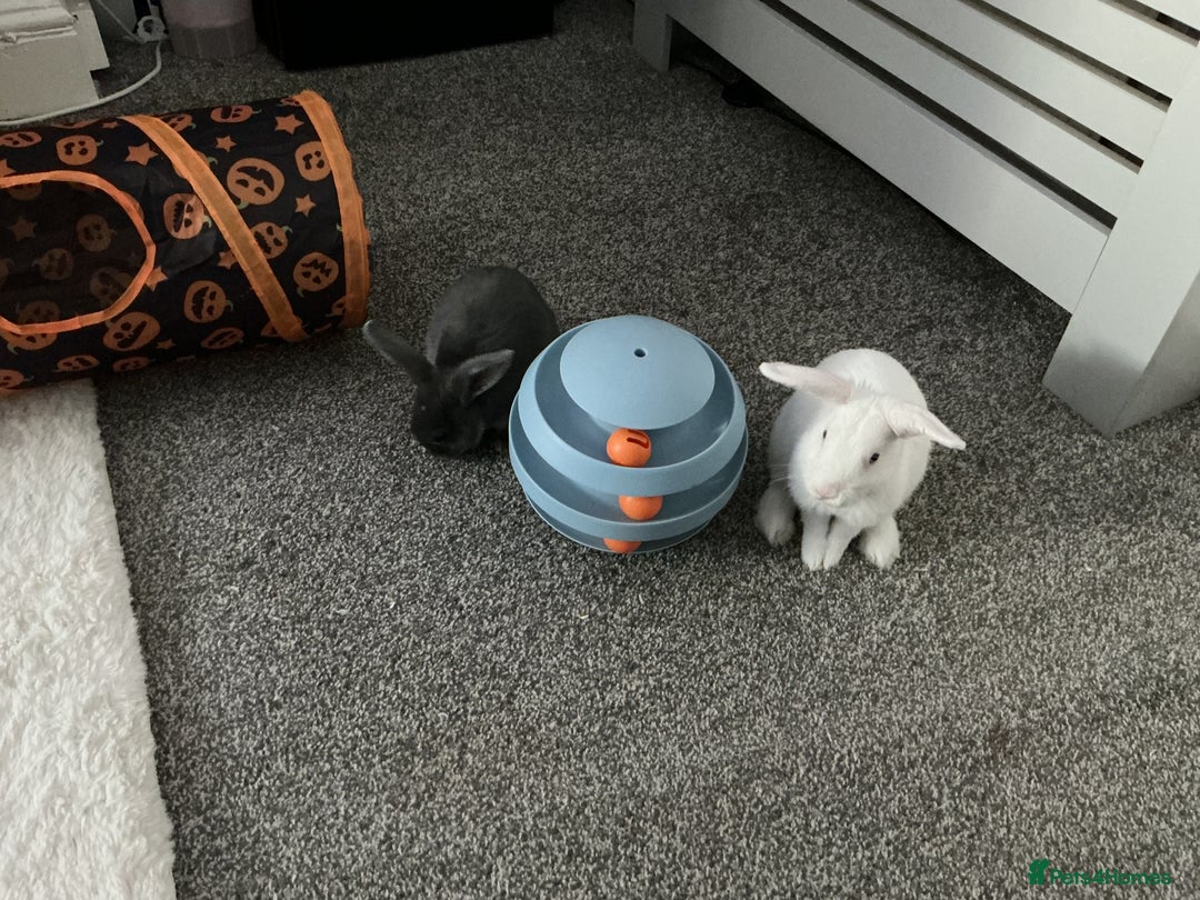 Mixed Breed rabbits for sale: 2 doe bunnies  - Advert 4