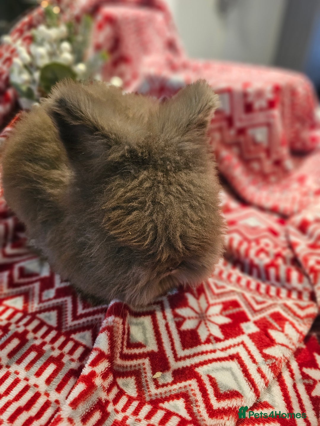 Angora rabbits for sale: Angora X - Advert 14