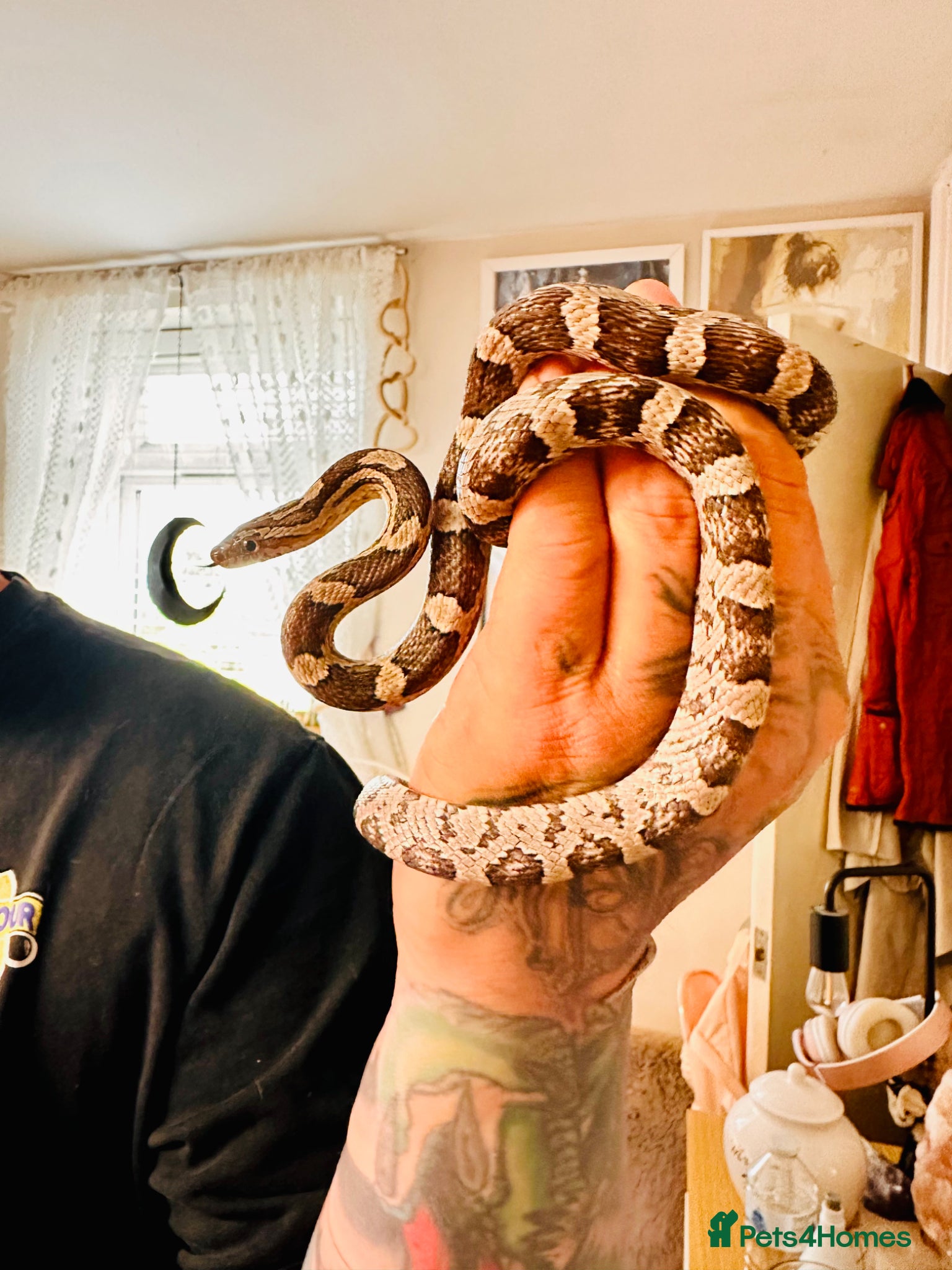 Corn Snake reptiles Female corn snake - Advert 1