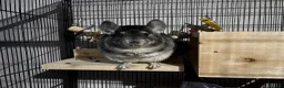 Chinchilla rodents for sale: Male 4 month old standard grey chinchilla  - Advert 1