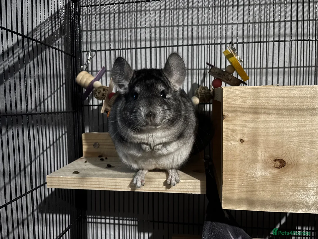 Chinchilla rodents for sale: Male 4 month old standard grey chinchilla  - Advert 1