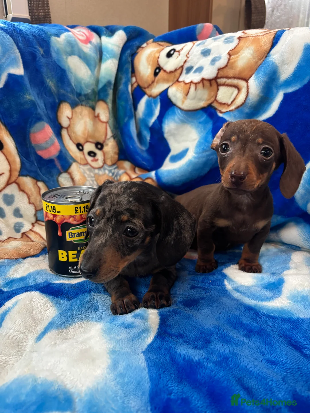 Miniature Dachshund dogs for sale: Miniature dachshund boys  in Neath - Advert 1