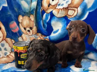 Miniature Dachshund dogs Miniature dachshund boys - Advert 3