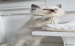 Ragdoll cats for sale: Irresistable Blue Mitted Ragdoll Kittens🙀😻🙀 - Image 13