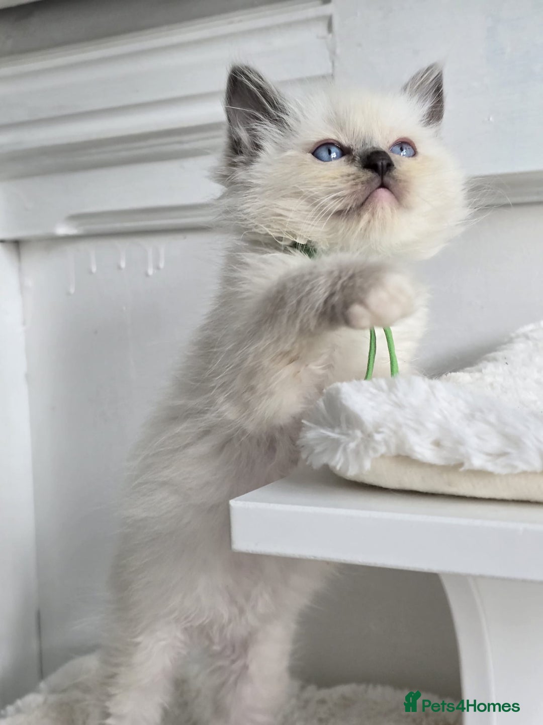 Ragdoll cats for sale: Irresistable Blue Mitted Ragdoll Kittens🙀😻🙀 - Image 13