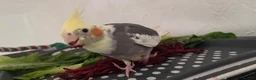 Cockatiels birds for sale: 2 Hand tame baby cockatiels available.  - Advert 5