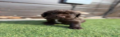 Cocker Spaniel 2