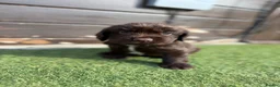 Cocker Spaniel dogs for sale: Cocker spaniel pups - Advert 2