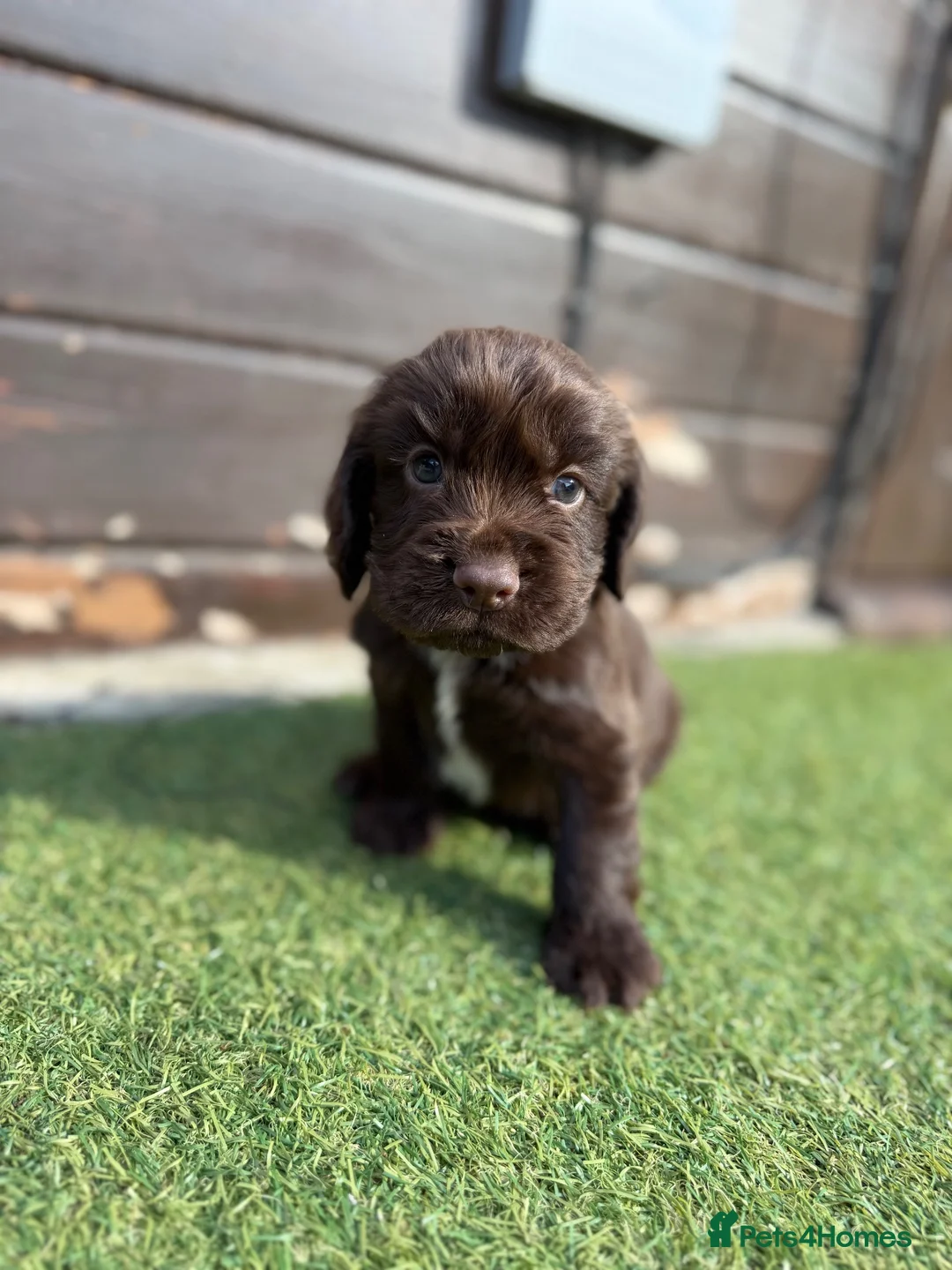 Cocker Spaniel dogs for sale: Cocker spaniel pups - Advert 2