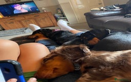 Dachshund dogs for sale: boy 12weeks old looking for forever home - Image 7