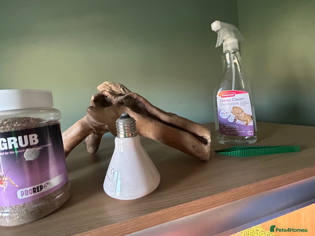 Bearded Dragon reptiles for sale: Bearded dragon and vivarium - Advert 6