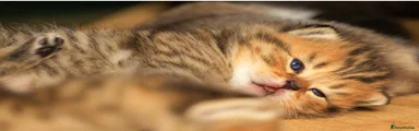 British Shorthair Kitten 2