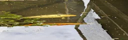 Koi Carp fish for sale: 3 Stunning Koi carp  - Advert 7