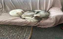 Siberian Husky dogs for sale: Husky Puppies  - Image 4