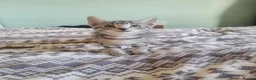 Mixed Breed cats for sale: Kittens for sale - Advert 34