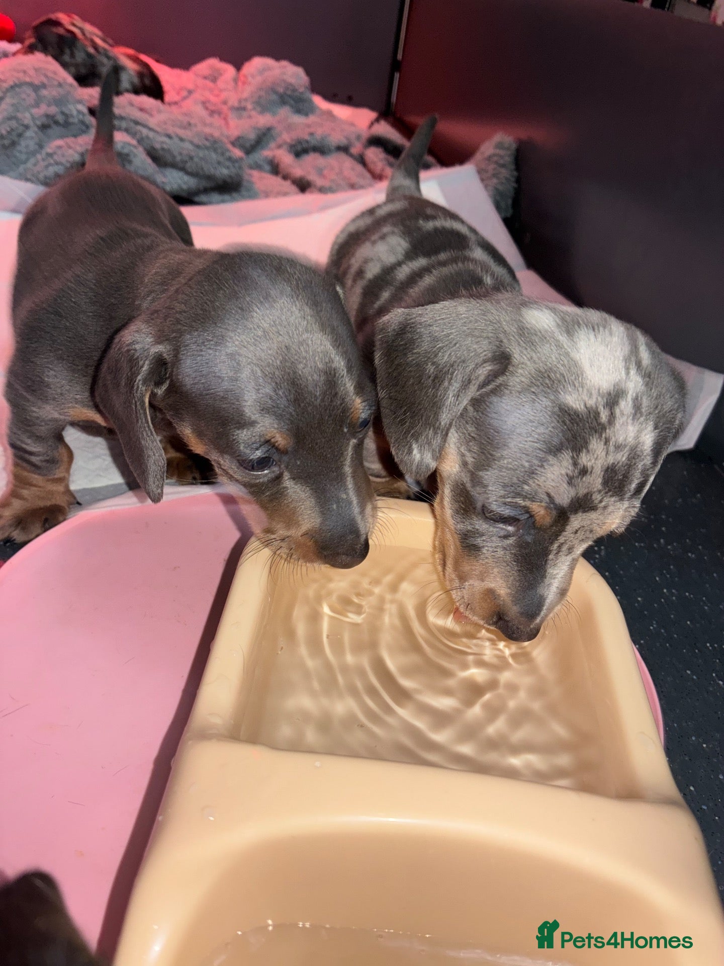 Miniature Dachshund dogs 2 x Boys Left Miniature Dachshund Pups - Advert 17