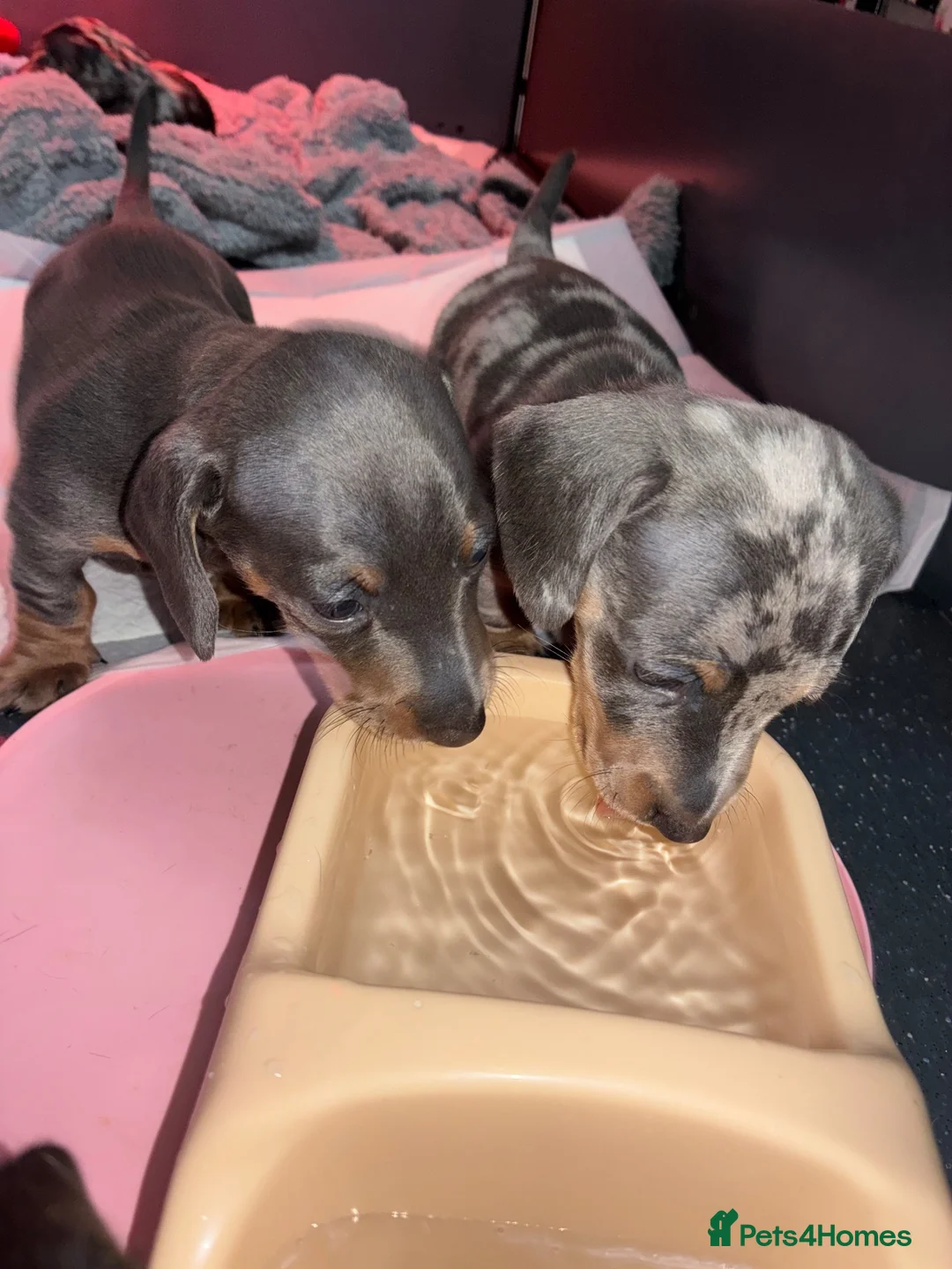 Miniature Dachshund dogs for sale: 2 x Boys Left Miniature Dachshund Pups - Advert 2