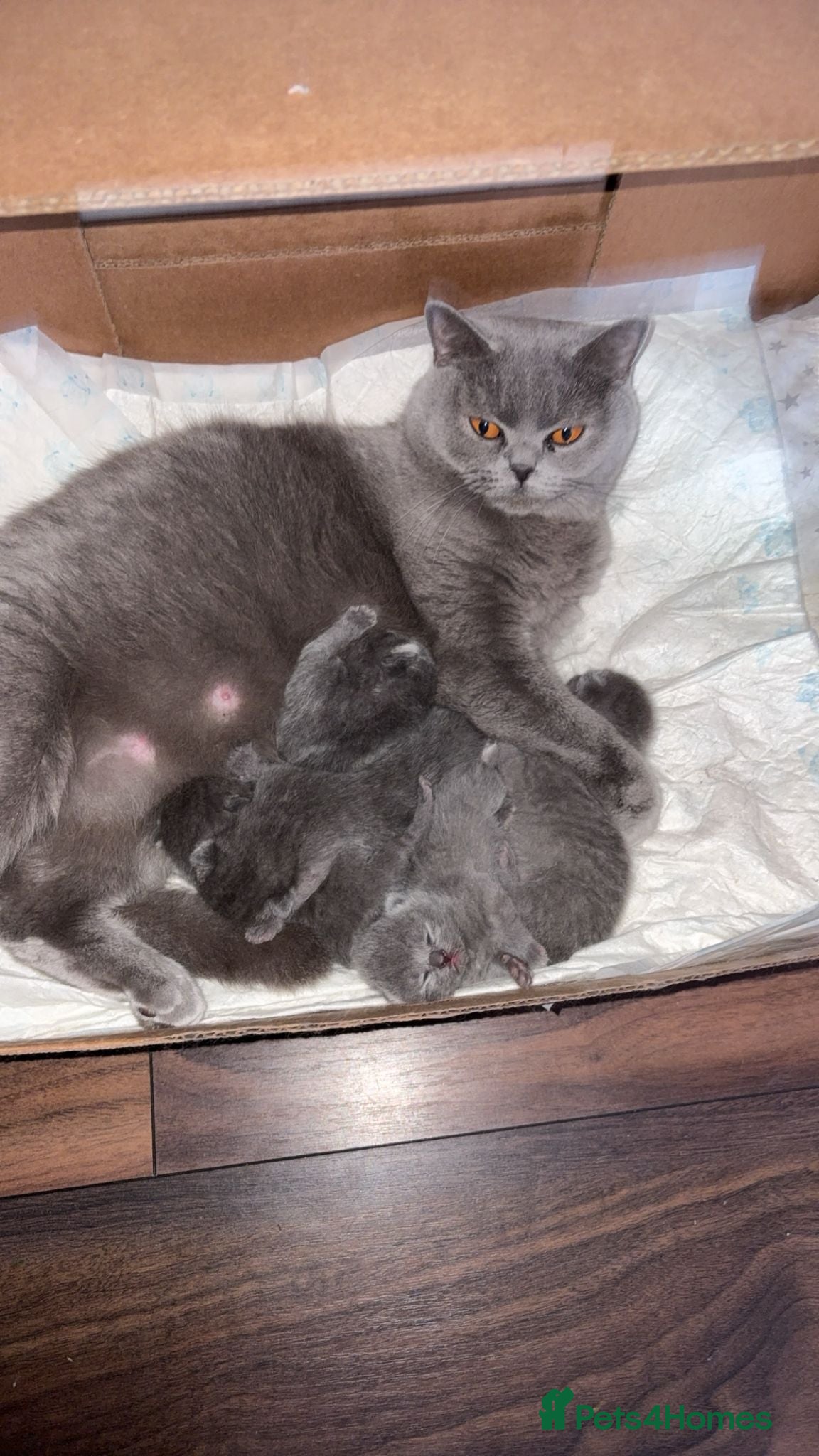 British Shorthair cats Stunning British short hair kittens  - Advert 16