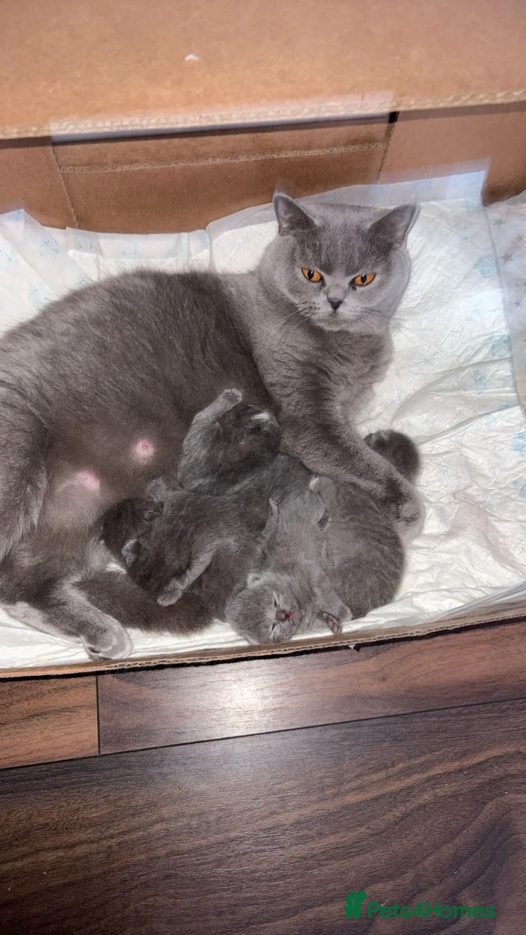 British Shorthair cats for sale: Stunning British short hair kittens  - Advert 1